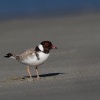 Kulik cernohlavy - Thinornis cucullatus - Hooded Plover o5138